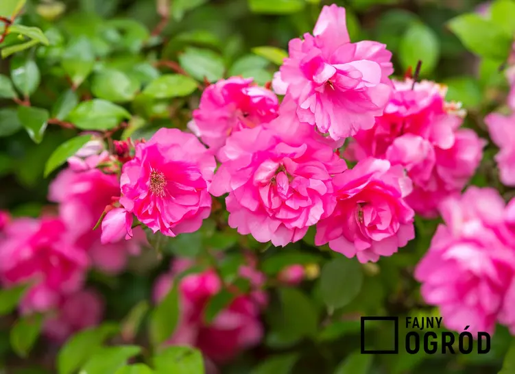 Zbliżenie na różowy kwiat kwitnącego krzewu, a także polecane 10 krzewów kwitnących na różowo do ogrodu