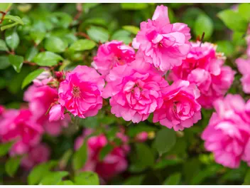 Ilustracja artykułu 10 krzewów kwitnących na różowo - czy znasz je wszystkie?