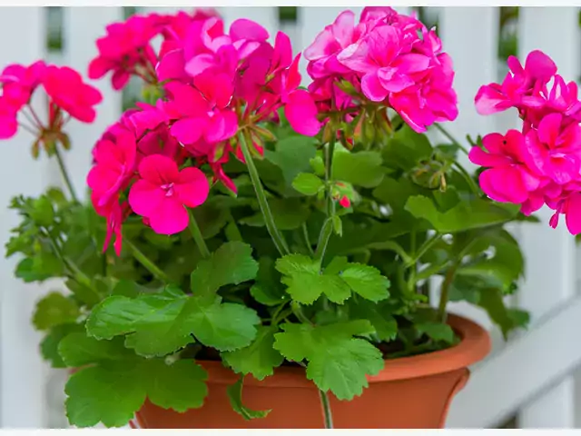 Rośliny do sadzenia z pelargoniami