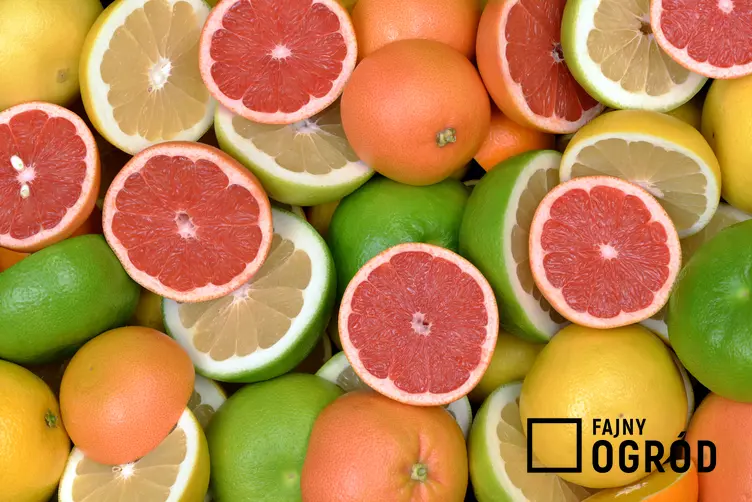 Cytrusy w przekroju, cytryna, limonka, grapefruit, a także 5 najpopularniejszych cytrusów