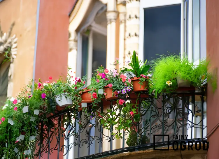 Mały balkon w bloku i kwitnące rośliny w doniczkach, a także 10 najciekawszych roślin balkonowych