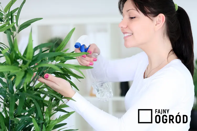 Kobieta podczas oprysku roślin doniczkowych, a także porady, jak działa soda oczyszczona na ziemiórki