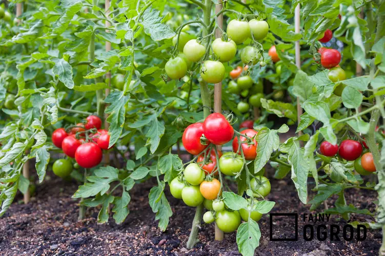 Pomidory na krzewie w czasie dojrzewania, a także odpowiednia ziemia do pomidorów krok po kroku
