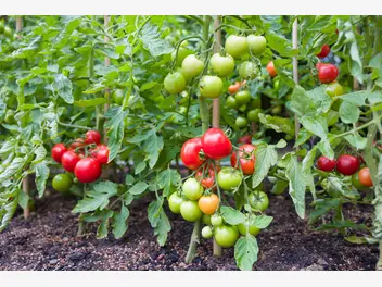 Ilustracja artykułu jaka ziemia do pomidorów jest najlepsza? wyjaśniamy