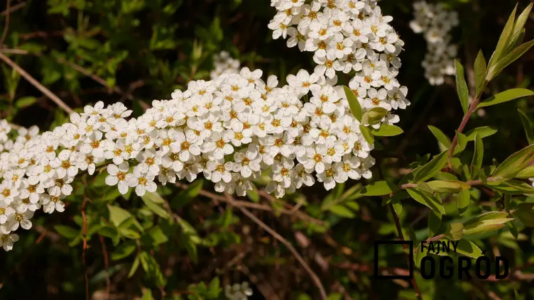 Tawuła w czasie kwitnienia w ogrodzie, a także polecane 10 krzewów kwitnących na biało