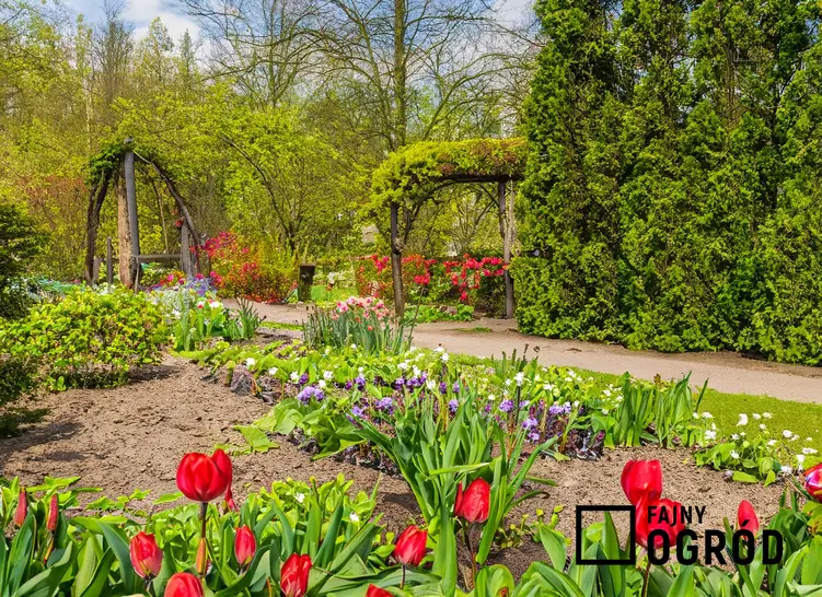 Piękny ogród z kwitnącymi, wiosennymi kwiatami, a także pierwsze oznaki wiosny krok po kroku