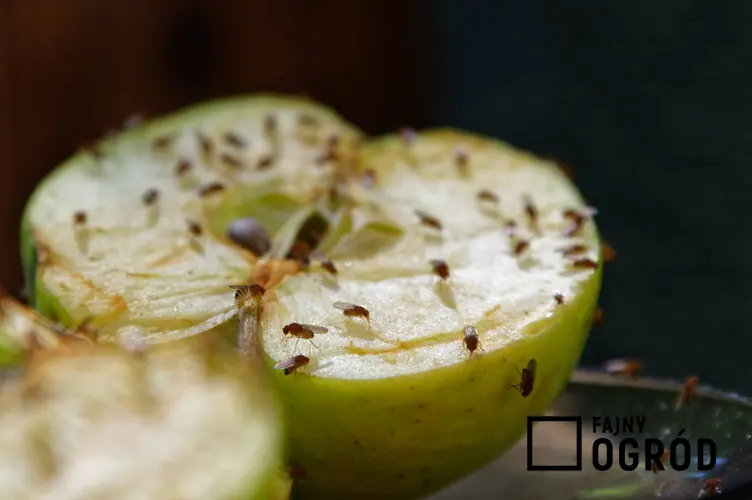 Muszki owocówki oblegające przekrojone jabłko, a także pułapka na muszki owocówki krok po kroku