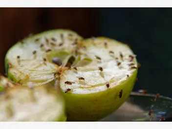 Ilustracja artykułu pułapka na muszki owocówki - wykonanie, skuteczność, porady