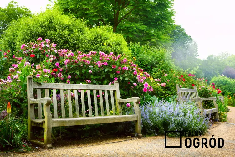 Ogród angielski z kwiatami i krzewami, a także najlepsze porady, jak założyć ogród angielski