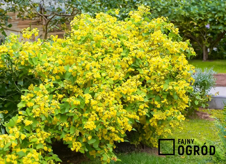 Krzew kwitnący na żółto w ogrodzie podobny do forsycji, a także TOP 10 krzewów kwitnących na żółto