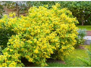 Ilustracja artykułu 10 krzewów kwitnących na żółto - czy znasz je wszystkie?