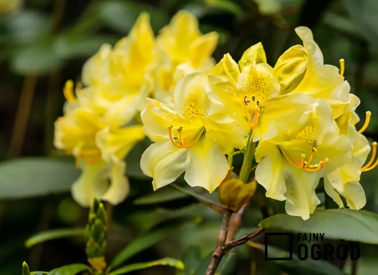 Różanecznik żółty w czasie kwitnienia w ogrodzie, a także polecane 10 krzewów kwitnących na żółto