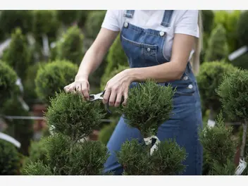 Ilustracja artykułu usługi ogrodnika – kiedy warto skorzystać z usług fachowca i gdzie szukać ogłoszeń?
