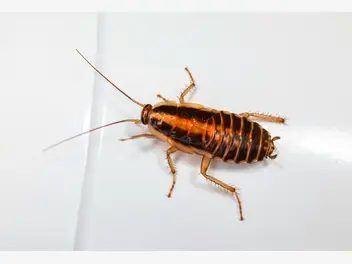 Ilustracja artykułu jak pozbyć się owadów z domu?