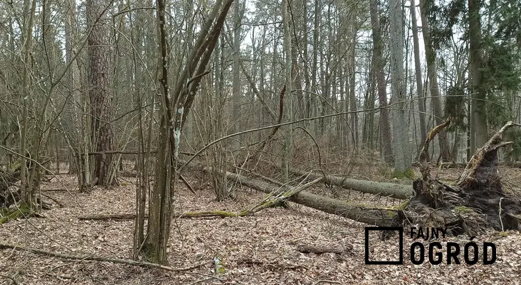 Zdjęcie lasu, a także praktyczne porady, co robić, jeśli zabłądzi się w lesie