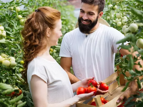 Najlepsze sadzonki pomidorów dla ogrodu