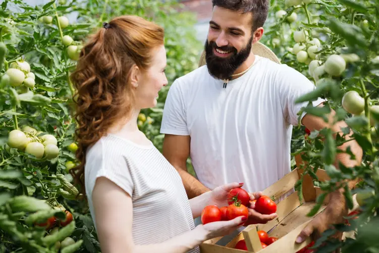 Najlepsze sadzonki pomidorów dla Twojego domowego ogrodu: od malinowych faworytów po wyjątkowo słodkie koktajlowe