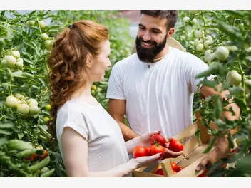 Ilustracja artykułu najlepsze sadzonki pomidorów dla twojego domowego ogrodu: od malinowych faworytów po wyjątkowo słodkie koktajlowe
