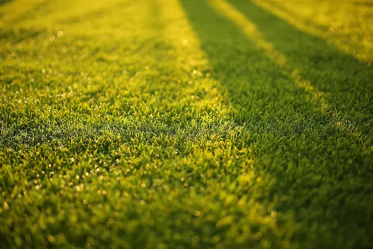 zielony trawnik w promieniach słońca