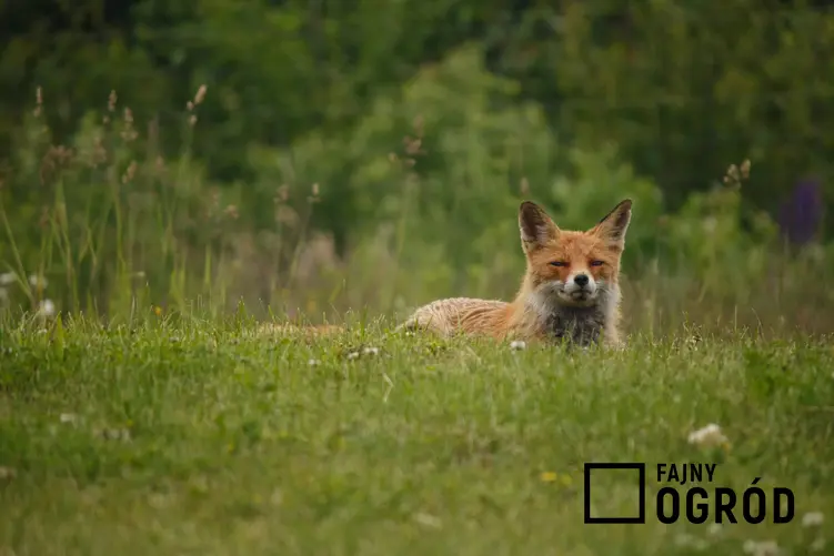 Lis siedzący na leśnej polanie, a także choroby, które mogą być przenoszone przez kontakt z moczem lisów