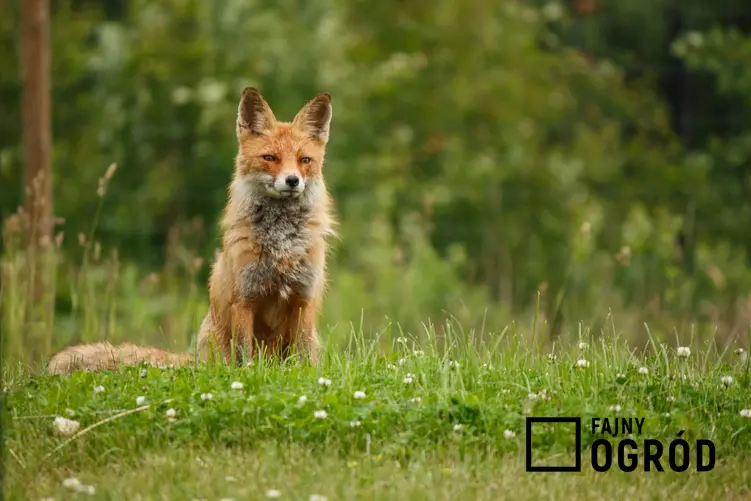 Lis na polanie w lesie, a także informacje na temat chorób przenoszonych przez lisy