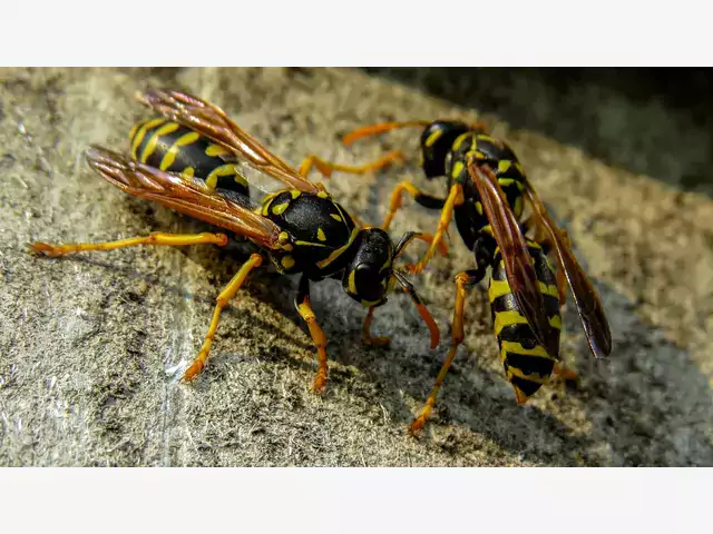 Skuteczna ochrona przed osami i szerszeniami