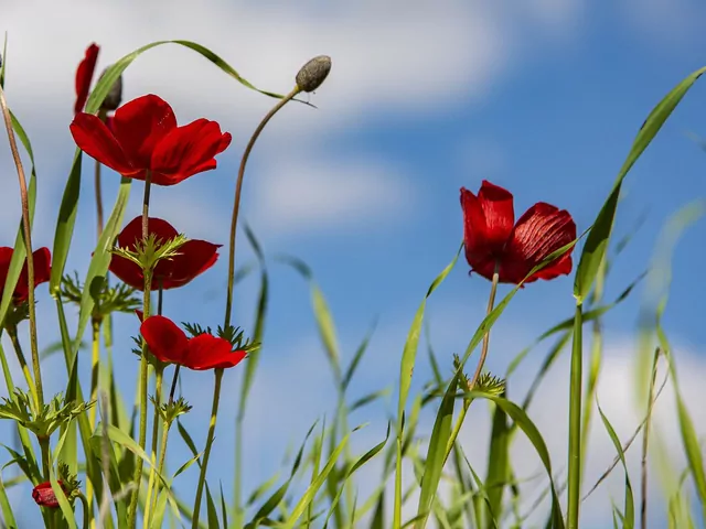 Uprawa i pielęgnacja hortensji bukietowej