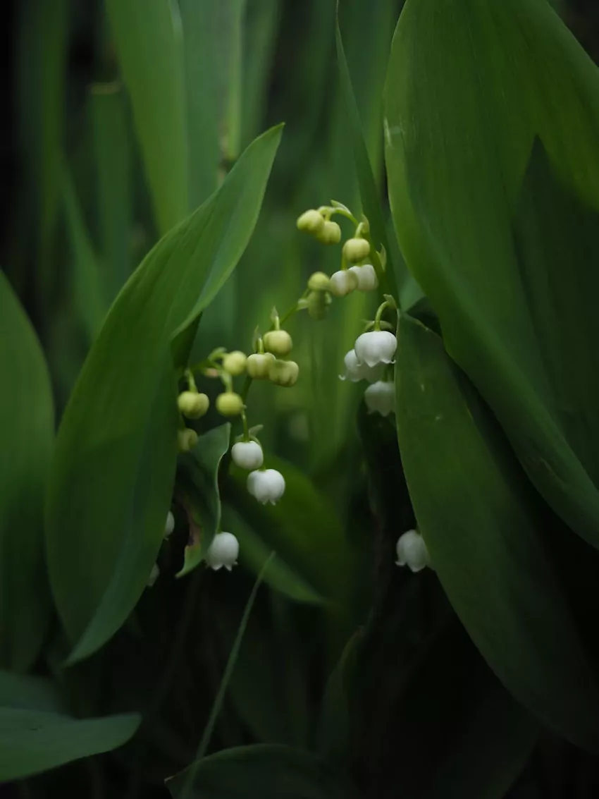 Wybieraj kwiaty odporne na mróz i suszę kwiaty roślin w ogrodzie