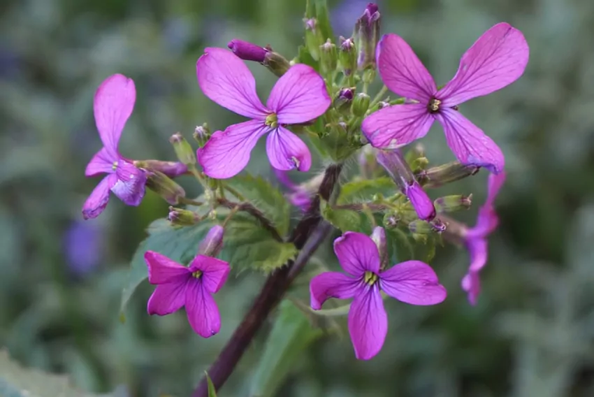 Regularnie usuwaj przekwitłe kwiaty kwiaty roślin w ogrodzie