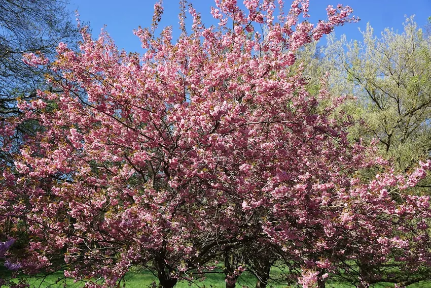 Nawoź rośliny naturalnym kompostem kwiaty roślin w ogrodzie