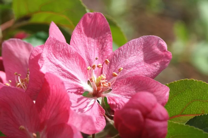 Chroń rośliny przed silnym wiatrem kwiaty roślin w ogrodzie