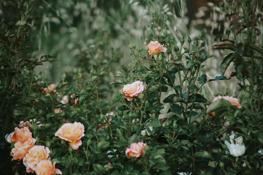 Róże w ogrodzie - jak wybrać i pielęgnować królowe naszych rabat
