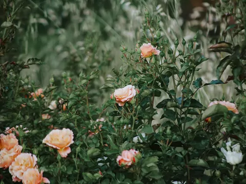 Pielęgnacja róż w ogrodzie