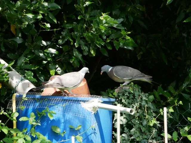 Jak odstraszyć ptaki?