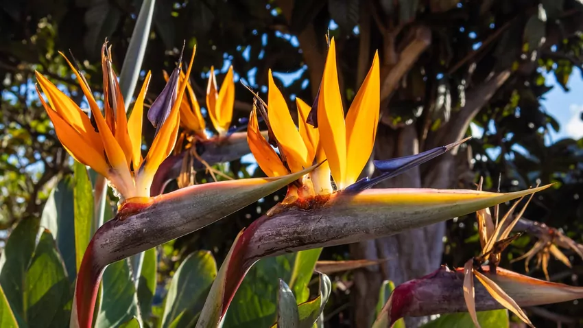 Strelicje na Maderze