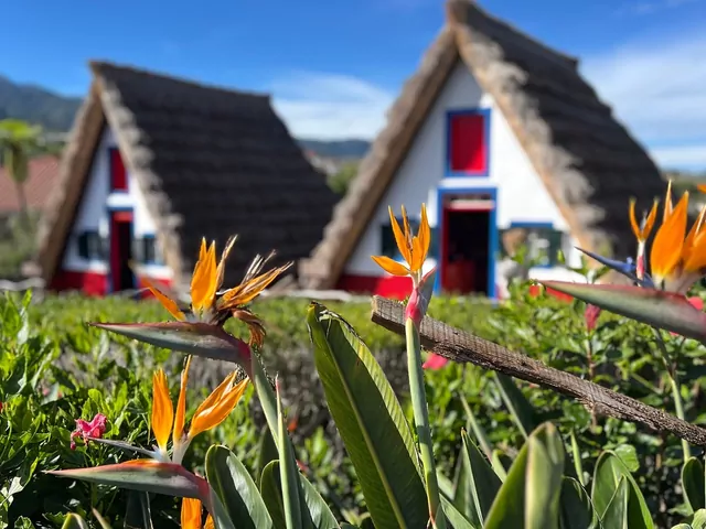 Kiedy na Maderze kwitną strelicje?