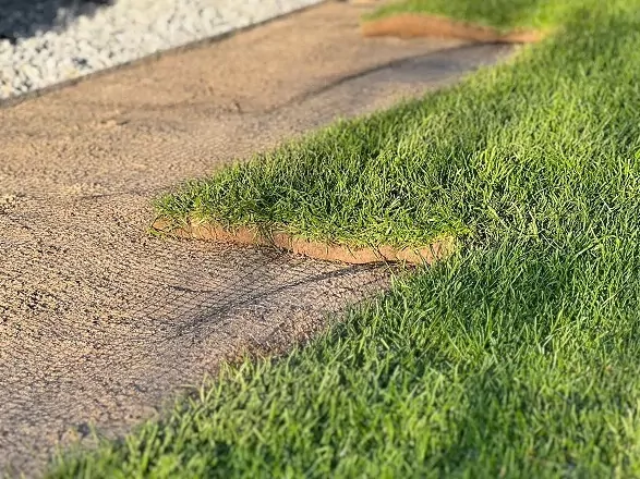 Kiedy zakładać trawnik?