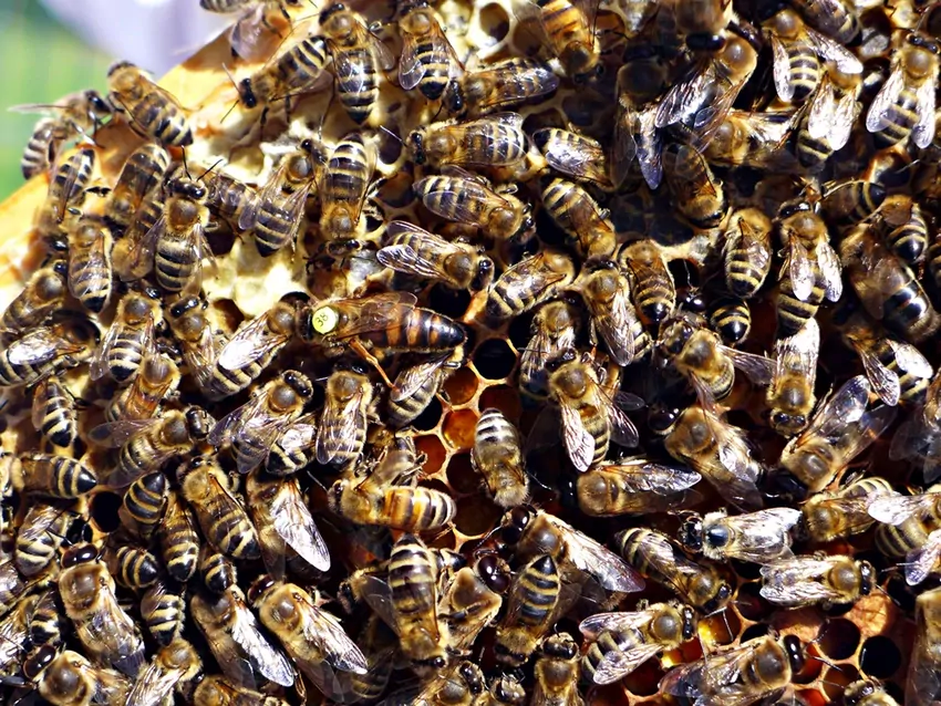 Zimą pszczoły tworzą tzw. kłąb zimowy i wspólnym ruchem skrzydeł utrzymują w ulu stałą temperaturę Pszczoły