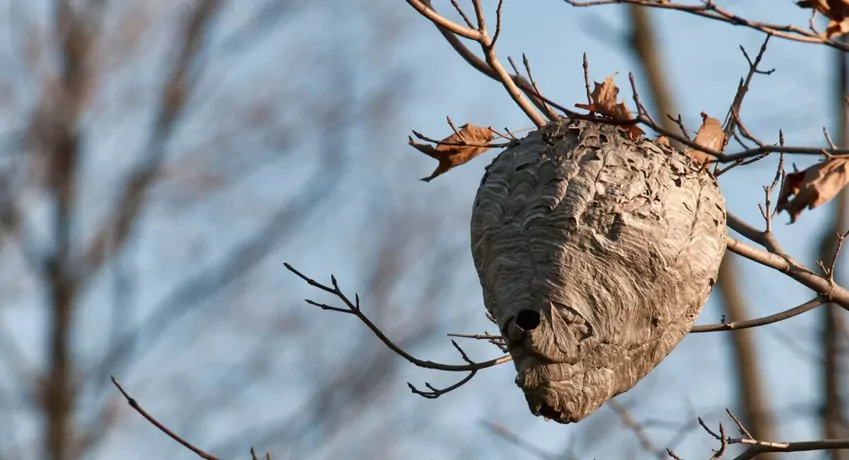 Osy i szerszenie InsektStop