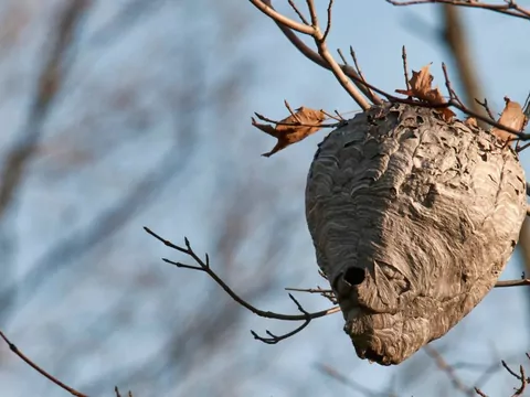 Jak usunąć gniazdo os lub szerszeni?