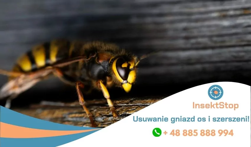 Usuwanie gniazd os i szerszeni InsektStop