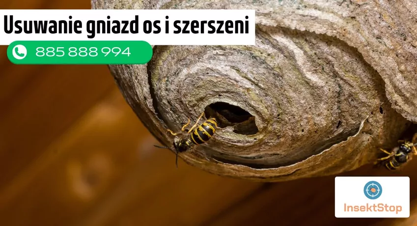 Usuwanie gniazd os i szerszeni InsektStop