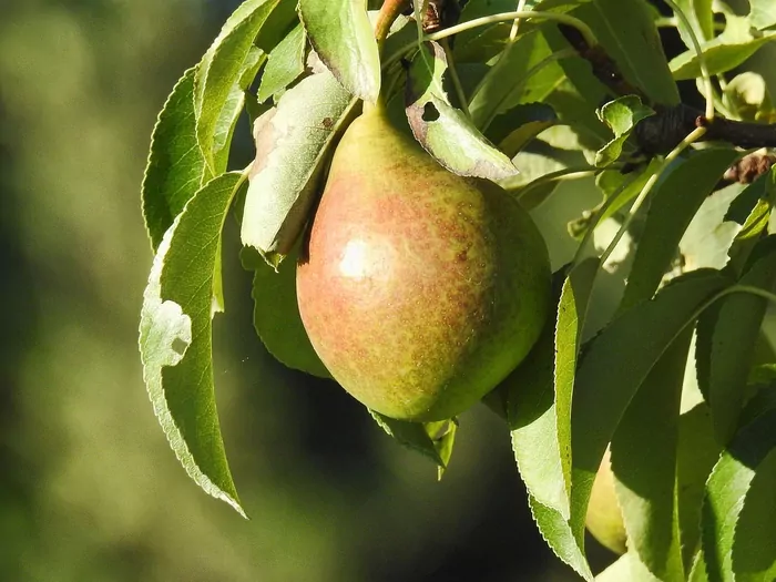 Odmiany grusz najbardziej odporne na choroby