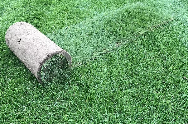 Aranżacje ogrodowe z wykorzystaniem trawy z rolki