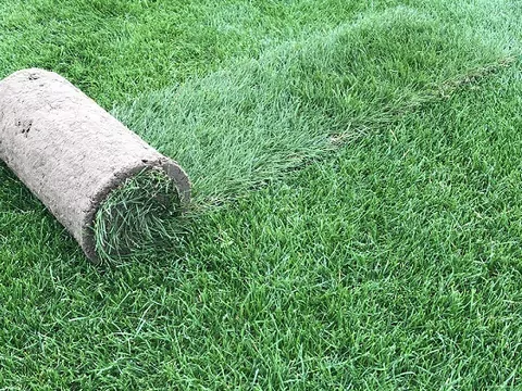 Aranżacje z trawnikiem na rolce