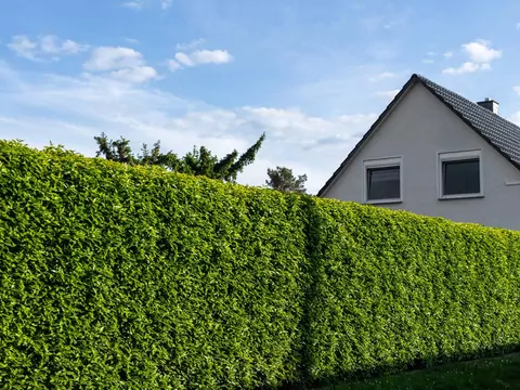 Formowanie żywopłotu we wrześniu