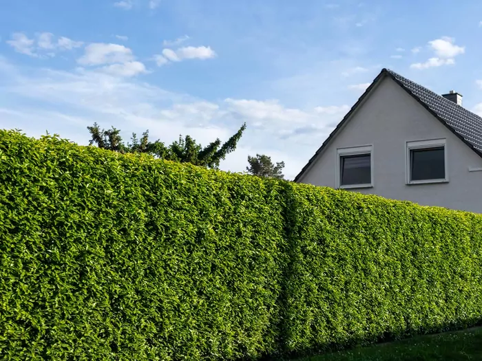 Formowanie żywopłotu we wrześniu