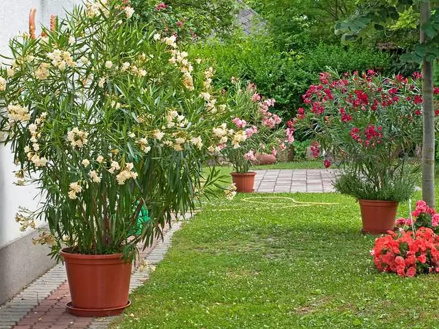 Oleander: choroby, zimowa uprawa, pielęgnacja