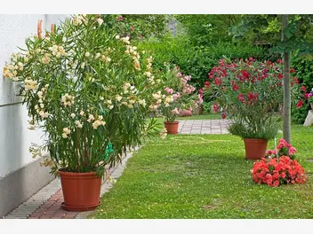 Ilustracja artykułu oleander a choroby, uprawa w zimie i pielęgnacja przez cały rok