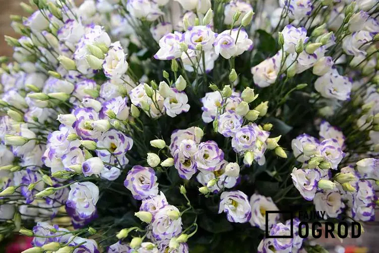 Biało-fioletowa eustoma o drobnych kwiatach, a także kwiat do bukietów ślubnych oraz jego pielęgnacja w ogrodzie i doniczce